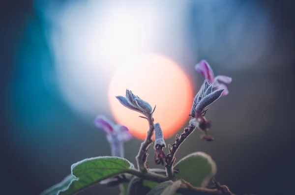 Flor planta — Foto de Stock