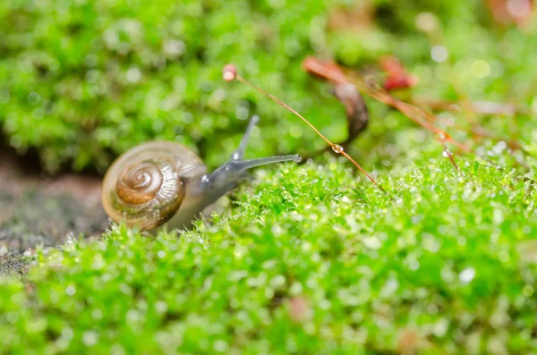 Caracoles y musgo — Foto de Stock