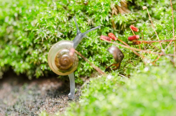 蜗牛和苔藓 — 图库照片
