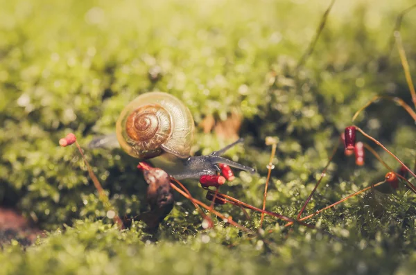 蜗牛和苔藓 — 图库照片