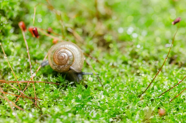 蜗牛和苔藓 — 图库照片