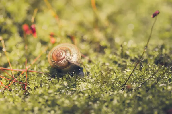 Sniglar och moss — Stockfoto