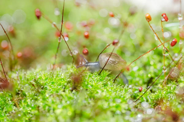 蜗牛和苔藓 — 图库照片