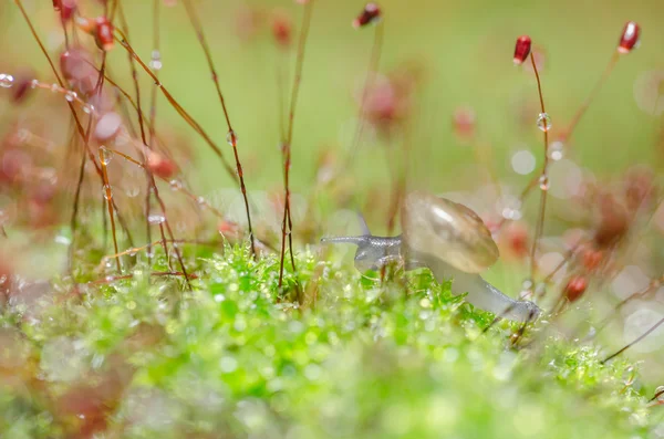 Snails and moss — Stock Photo, Image