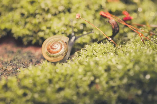 Snails and moss — Stock Photo, Image