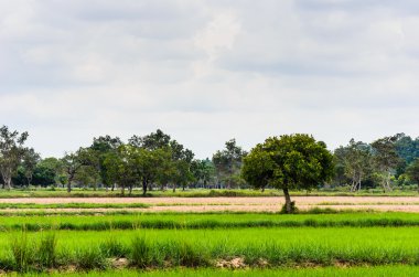 yeşil çim ağaç ve gökyüzü