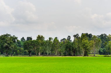 yeşil çim ağaç ve gökyüzü