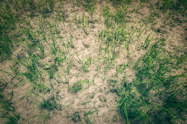 Groen gras — Stockfoto