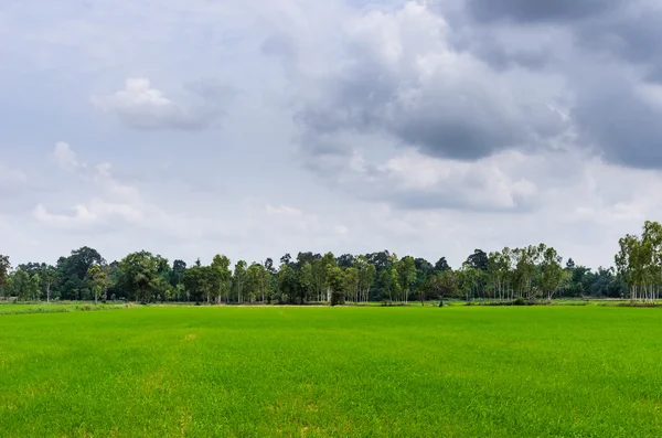 Groene gras boom en hemel — Stockfoto