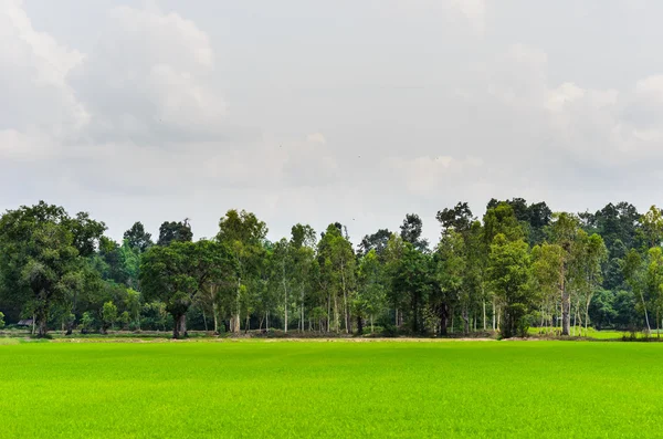 Groene gras boom en hemel — Stockfoto