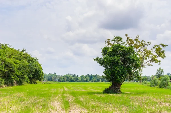 Green grass tree and sky — Stock Photo, Image