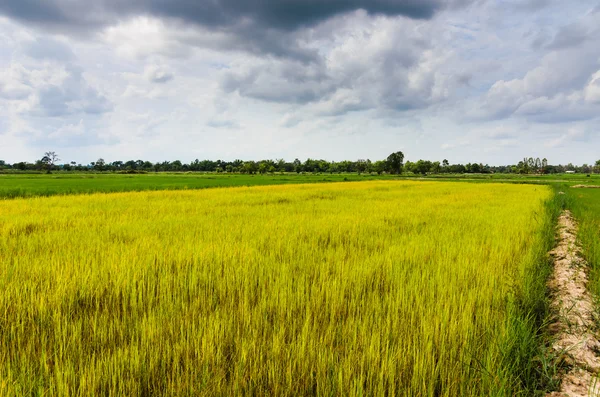 Green grass ric and sky — Stock Photo, Image