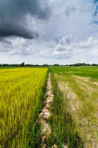 Green grass ric and sky — Stock Photo, Image