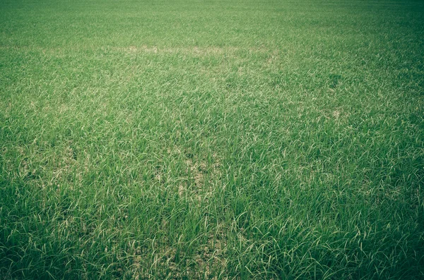 Green grass — Stock Photo, Image