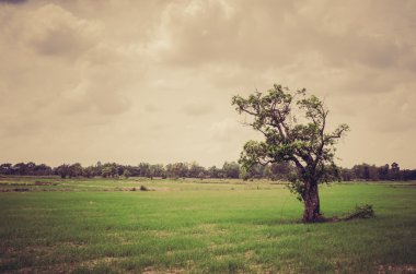 yeşil çim ağaç ve gökyüzü