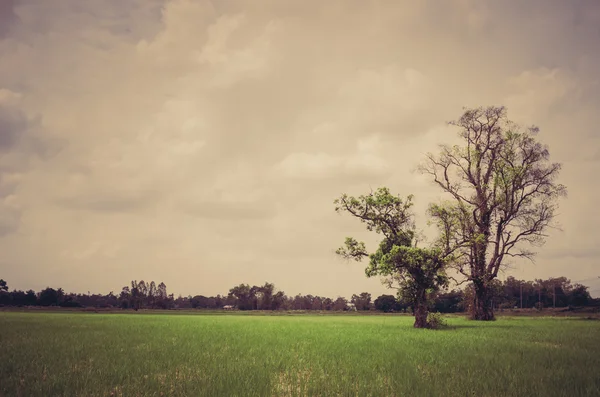 녹색 잔디 나무와 하늘 — 스톡 사진