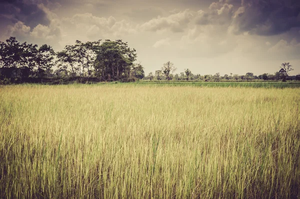 Groen gras ric en hemel — Stockfoto