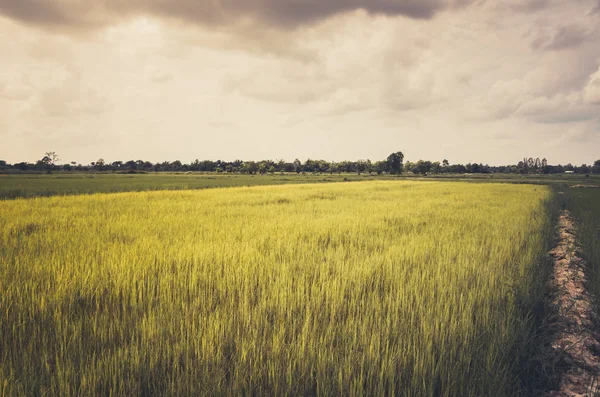 Herbe verte ric et ciel — Photo