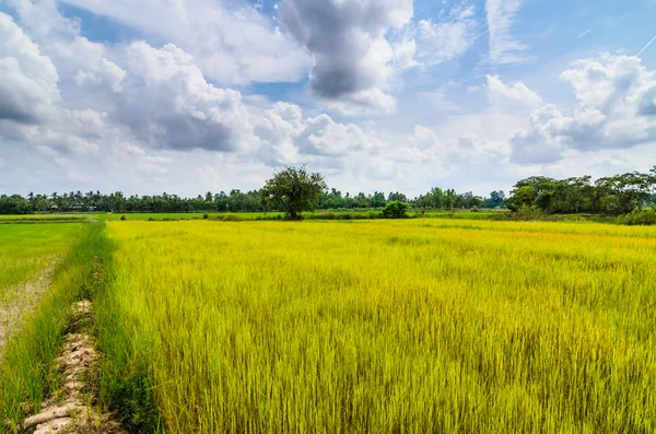 Zielona trawa ric i niebo — Zdjęcie stockowe