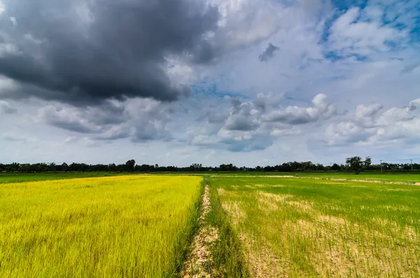 緑の草の ric と空 — ストック写真