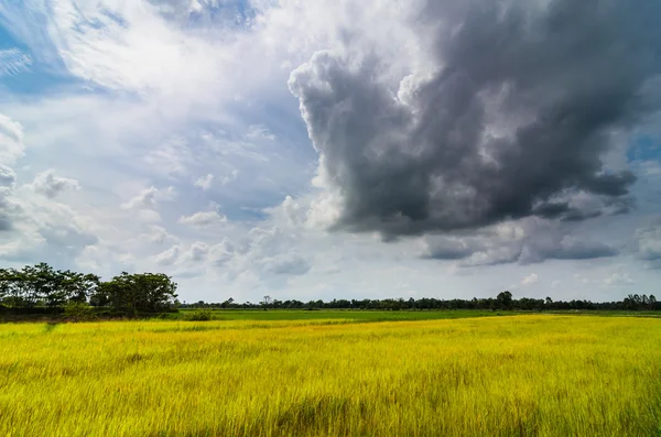 Verde hierba ric y cielo —  Fotos de Stock