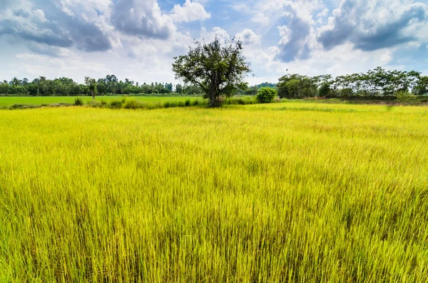 Groen gras ric en hemel — Stockfoto