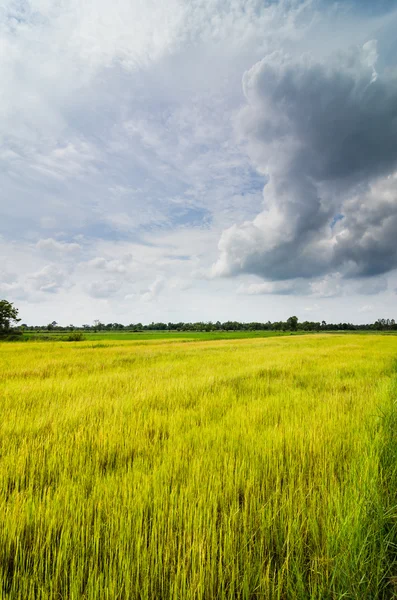 Erba verde ric e cielo — Foto Stock