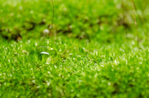 苔藓与水滴 — 图库照片