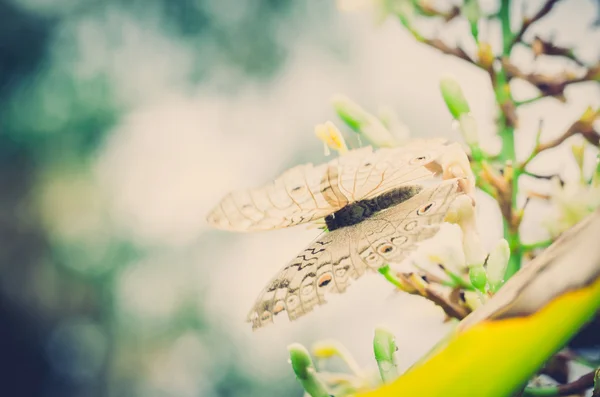 Pequeña mariposa en la naturaleza —  Fotos de Stock