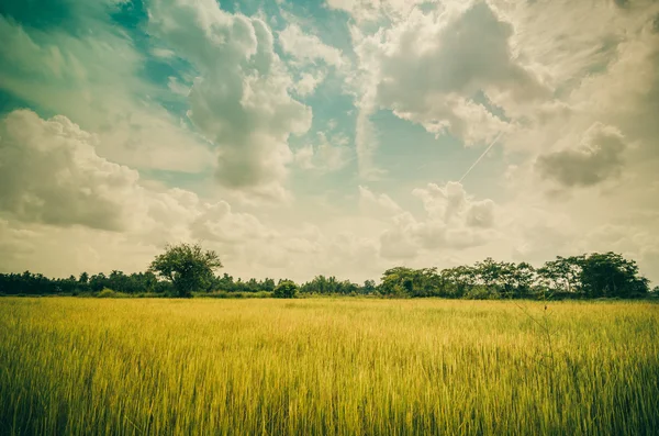 Grama verde ric e céu — Fotografia de Stock