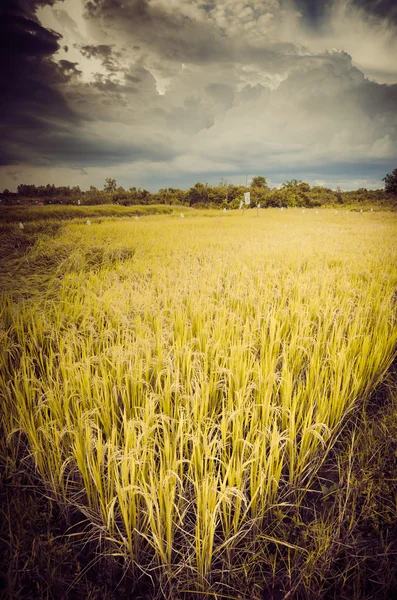 Campo de arroz —  Fotos de Stock