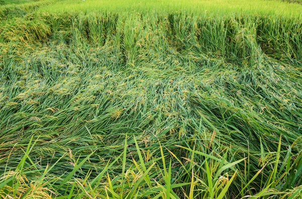 Rizs mező — Stock Fotó