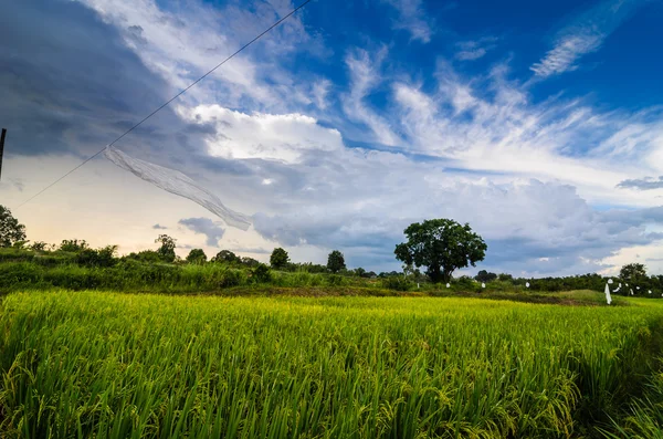 Campo di riso — Foto Stock