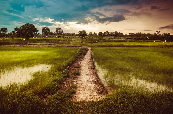 Рисовое поле — стоковое фото