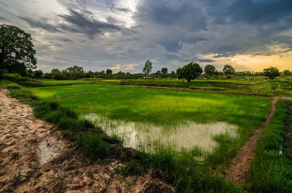 Rijstveld — Stockfoto