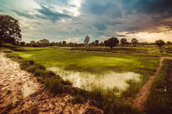 Campo de arroz —  Fotos de Stock