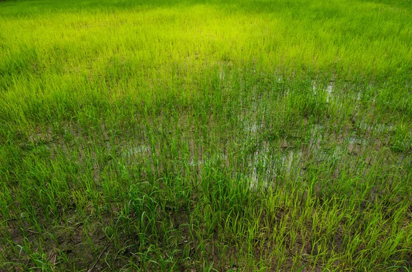 Campo de arroz —  Fotos de Stock