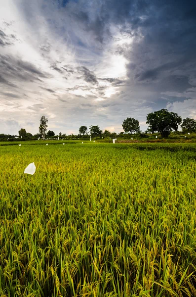 Campo di riso — Foto Stock