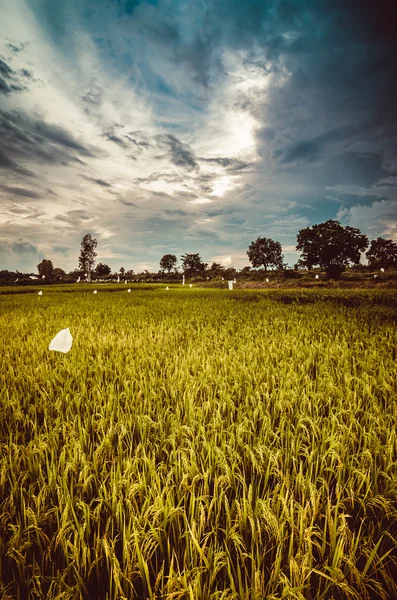 Rice field — Stock Photo, Image