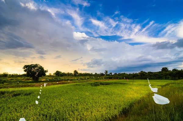 Campo de arroz —  Fotos de Stock