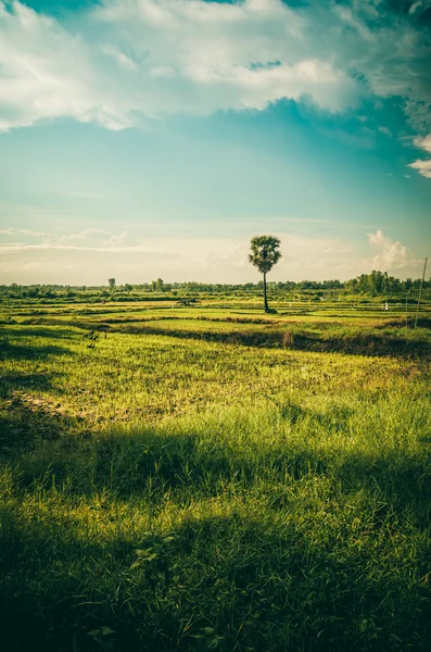 Campo de arroz —  Fotos de Stock