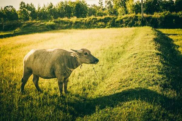 Thai buffalo — Stock Photo, Image