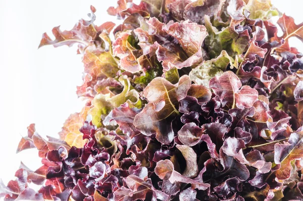 Kırmızı meşe salata — Stok fotoğraf
