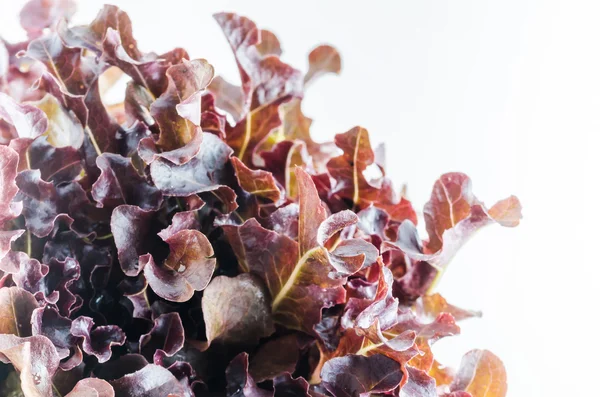 Kırmızı meşe salata — Stok fotoğraf