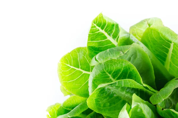 Çünkü yeşil salata — Stok fotoğraf