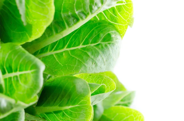 Çünkü yeşil salata — Stok fotoğraf