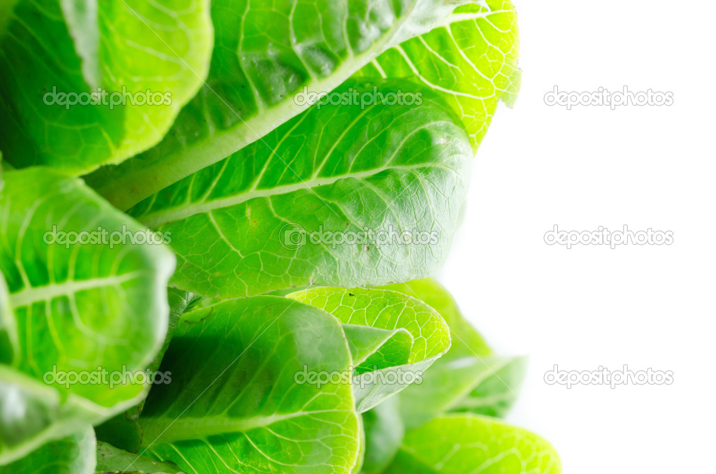Green cos salad