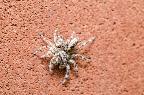 Spider in wall nature background — Stock Photo, Image