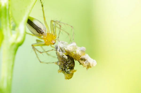 Pavouk v zelené přírodě pozadí jíst červ — Stock fotografie