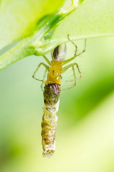 Spindel äter mask i gröna naturen bakgrund — Stockfoto